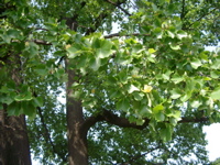 IMGP4138