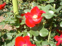 IMGP4139