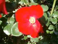 IMGP4140