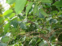 IMGP4142