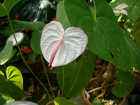 IMGP4148