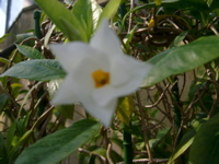 IMGP4154