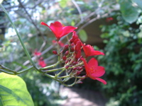 IMGP4155