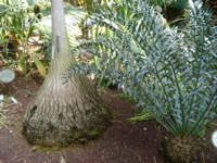 IMGP4159