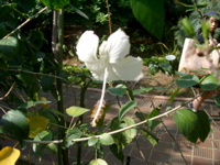 IMGP4162