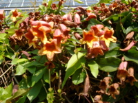 IMGP4163