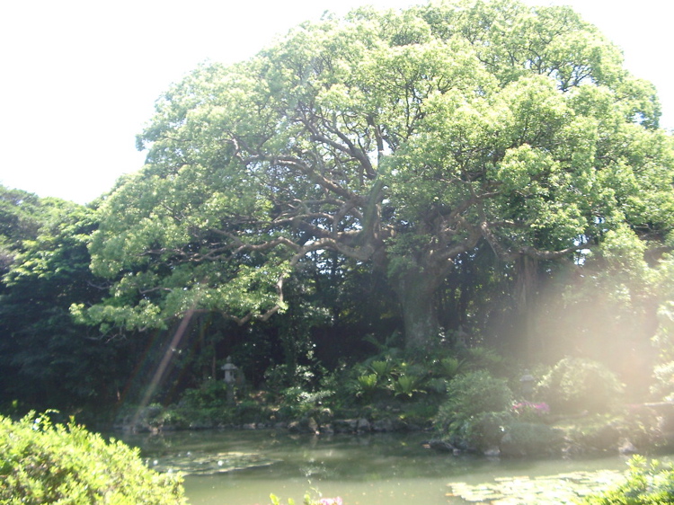 IMGP4518