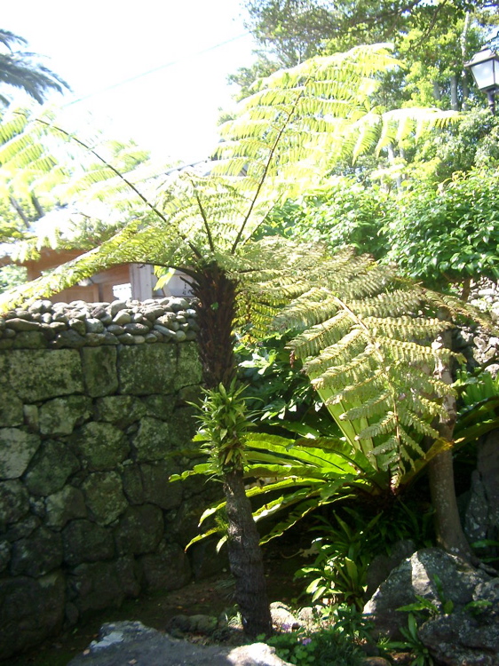 IMGP4540