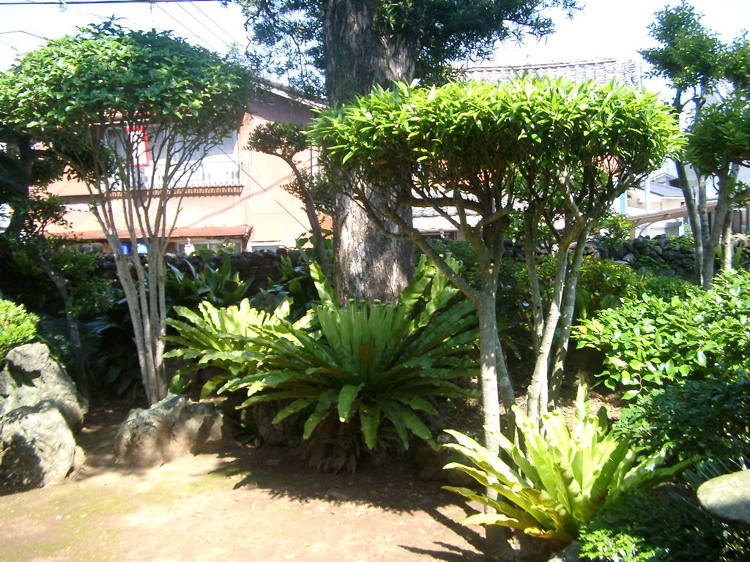 IMGP4541
