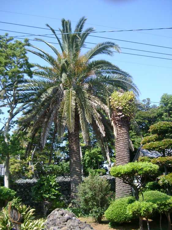 IMGP4542