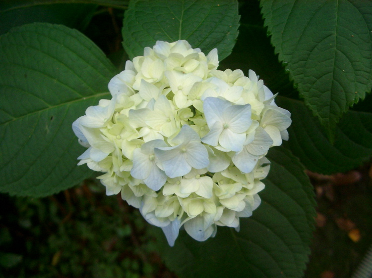 IMGP4750