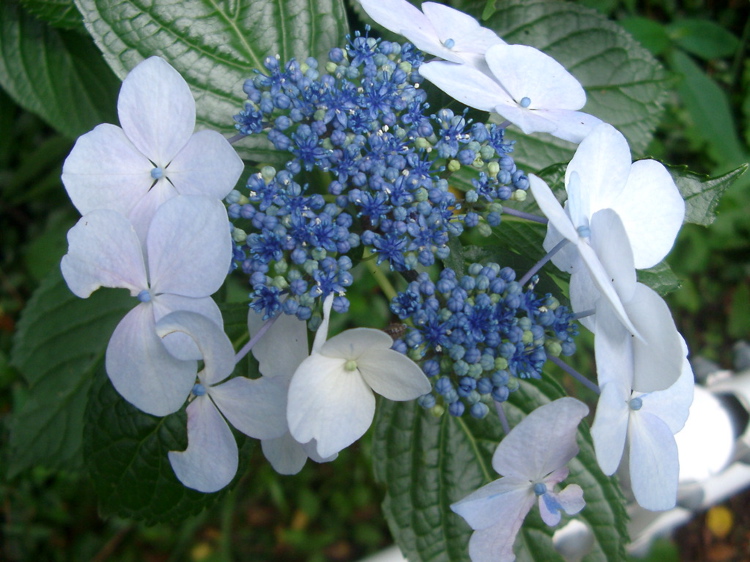 IMGP4751