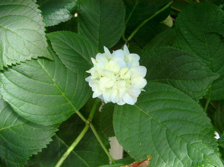 IMGP4753