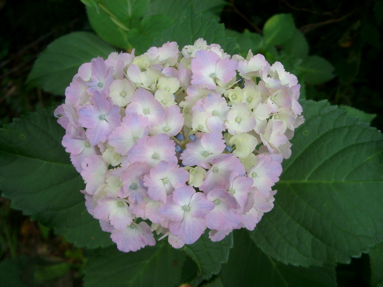 IMGP4754
