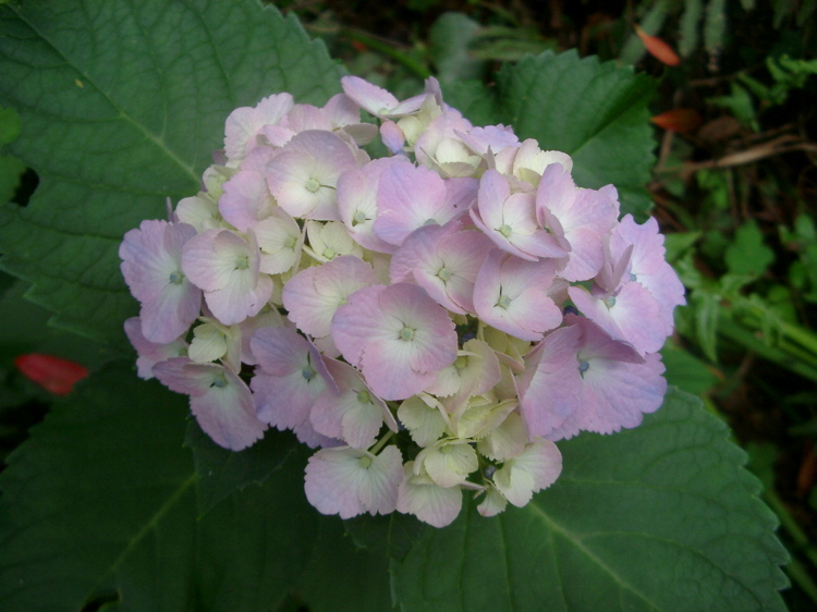 IMGP4755