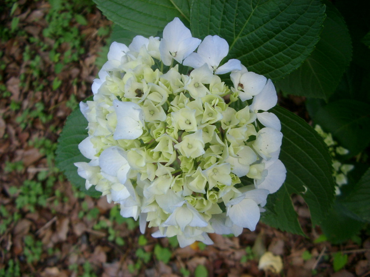 IMGP4757