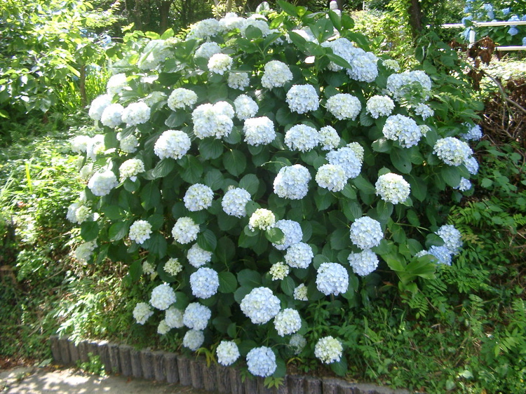 IMGP4758