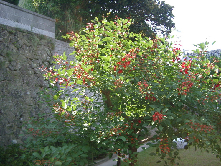 IMGP4814