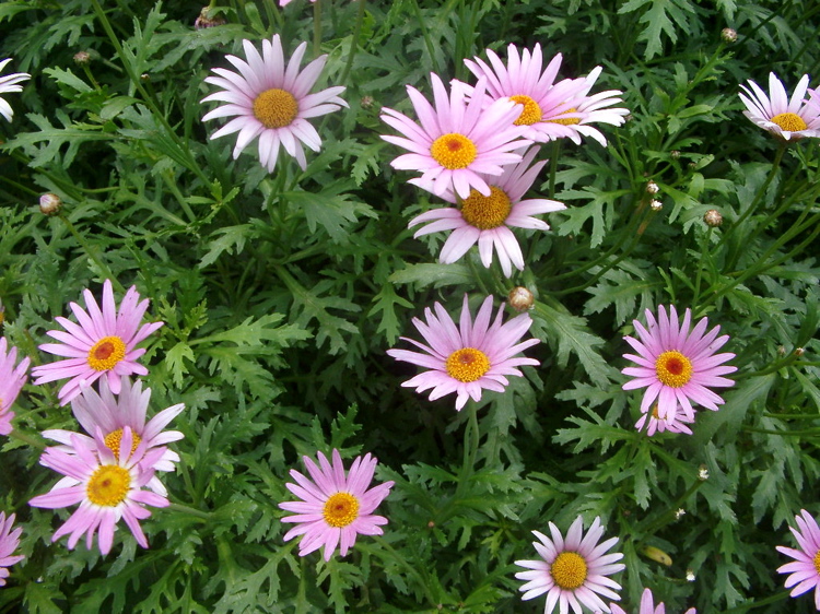 IMGP4413