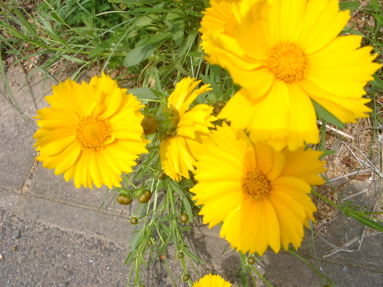 IMGP4415