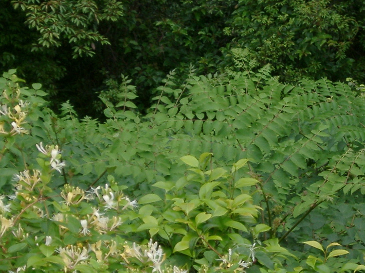 IMGP4424