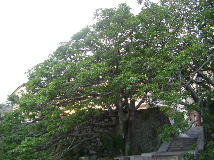 IMGP4468