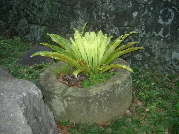 IMGP4470