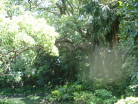 IMGP4513