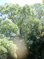 IMGP4514