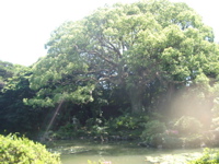 IMGP4518