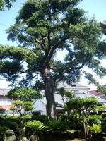 IMGP4539