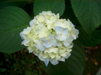IMGP4750