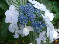 IMGP4751