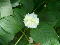 IMGP4753