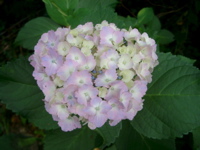 IMGP4754