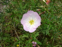 IMGP4407