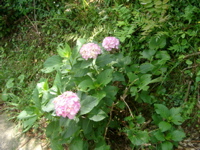 IMGP4759