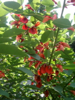IMGP4815