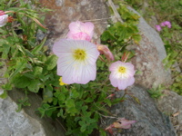 IMGP4409