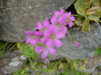 IMGP4410
