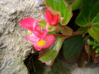 IMGP4411