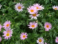 IMGP4413
