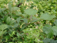 IMGP4422