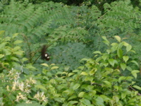 IMGP4423