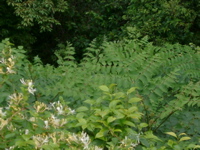 IMGP4424