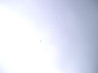 IMGP4444