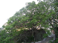 IMGP4468