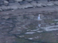 IMGP4484