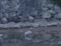 IMGP4486