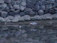 IMGP4487